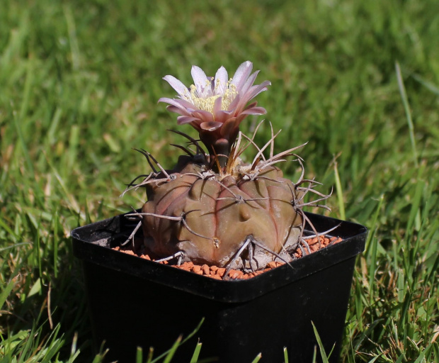 Gymnocalycium bozsingnianum v. longispinum