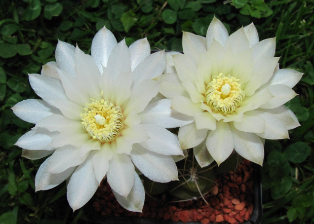 Gymnocalycium leptanthum