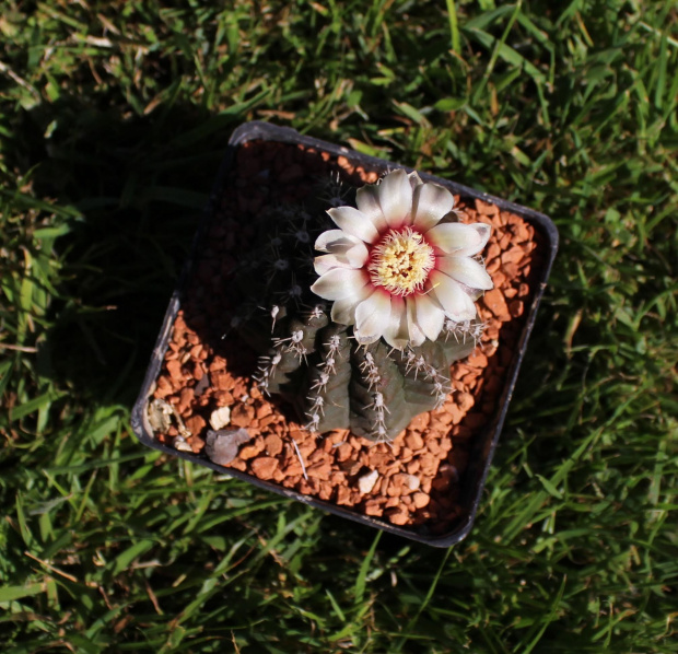 Gymnocalycium spec. BS 604/03