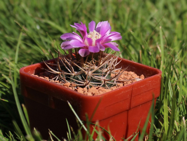 Gymnocalycium neuhuberii VS 7