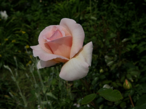 nn #kwiaty #ogród #róże