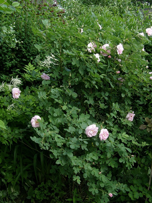 Celeste #kwiaty #ogród #róże