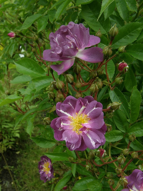 Wailchenblau #kwiaty #ogród #róże