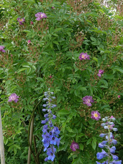 Wailchenblau #kwiaty #ogród #róże