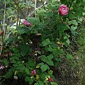 F.Pichard #kwiaty #ogród #róże