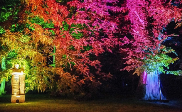 drzewa w kolorowych światłach.