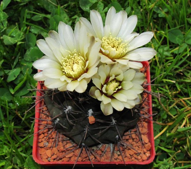 Gymnocalycium borthii