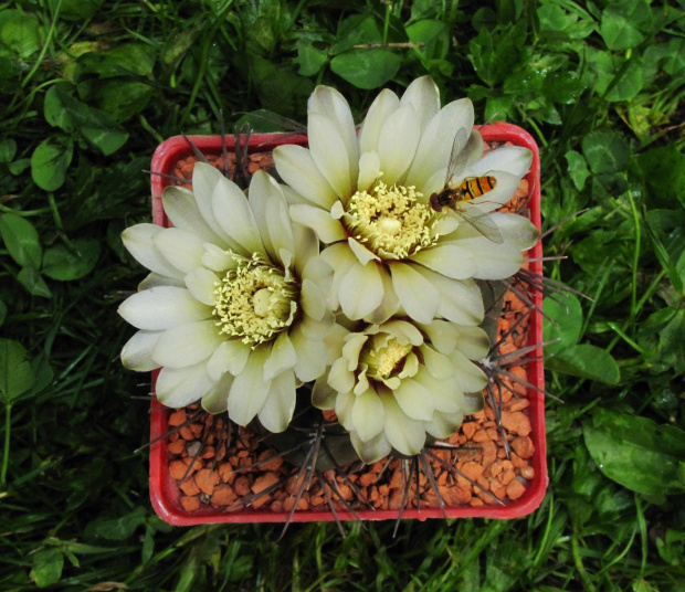 Gymnocalycium borthii