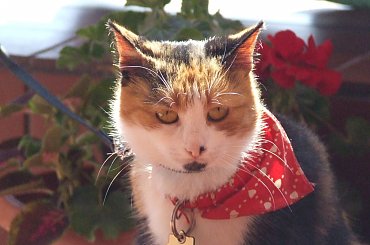 Lu #kot #koty #kwiatki #lilie