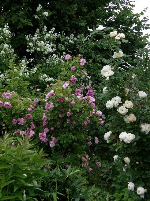 NN i Utersen Kloster Rose #kwiaty #odród #róże