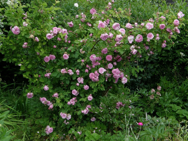 NN #kwiaty #ogród #róże