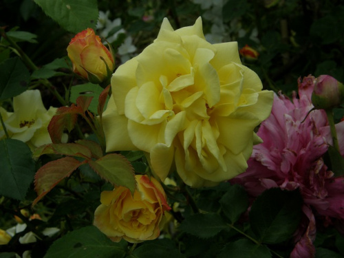 Golden Showers #kwiaty #ogród #róże