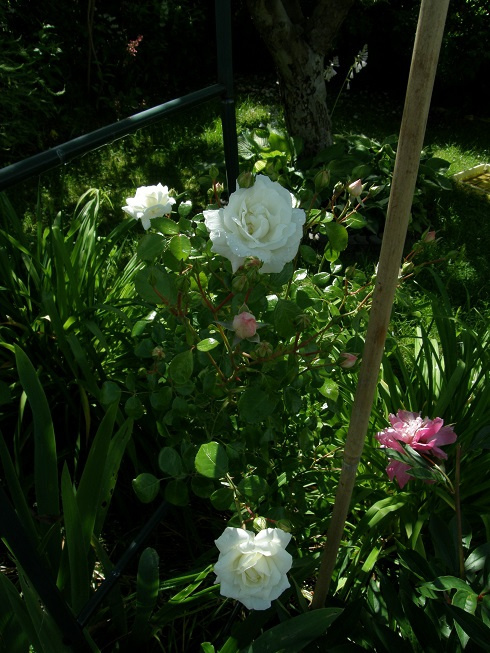 biała New Dawn #kwiaty #ogród #róże