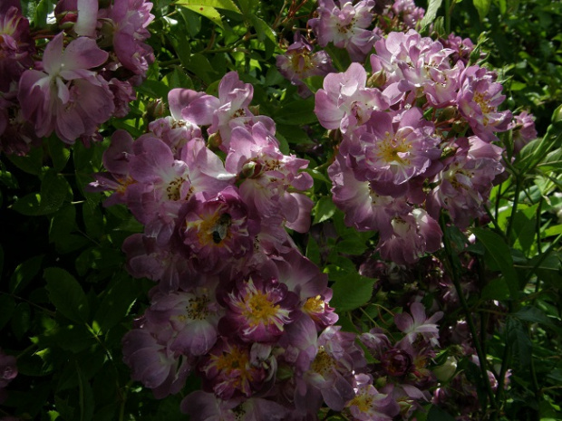 Veilchenblau #kwiaty #ogród #róże