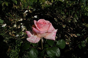 Jubilat #kwiaty #ogród #róże