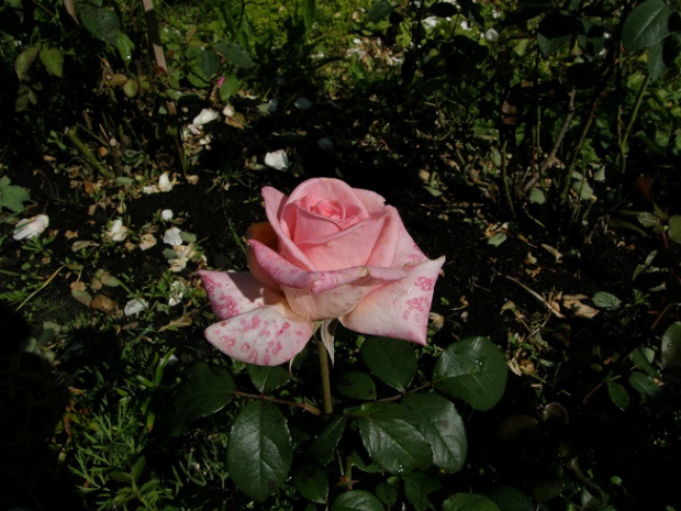 Jubilat #kwiaty #ogród #róże