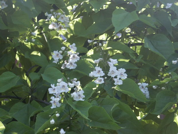 katalpa 2013 #katalpa1 #katalpa2 #katalpa3