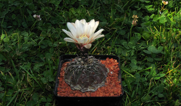 Gymnocalycium quehlianum