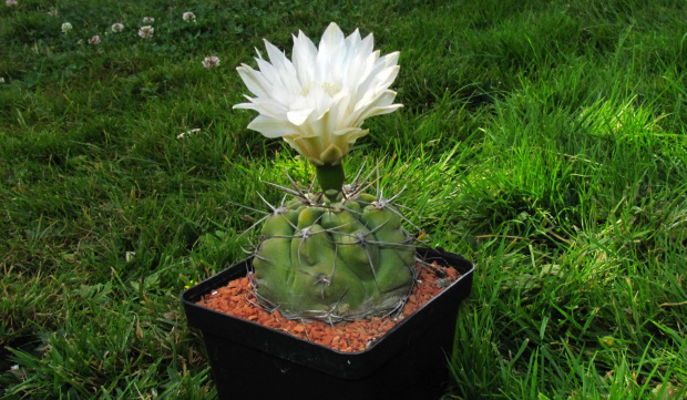 Gymnocalycium oehmeanum