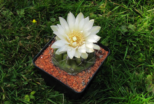 Gymnocalycium oehmeanum