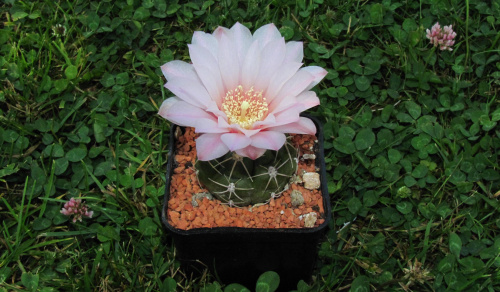 Gymnocalycium rosanthemum n.n.