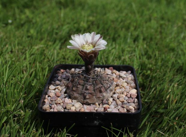 Gymnocalycium bodenbenderianum