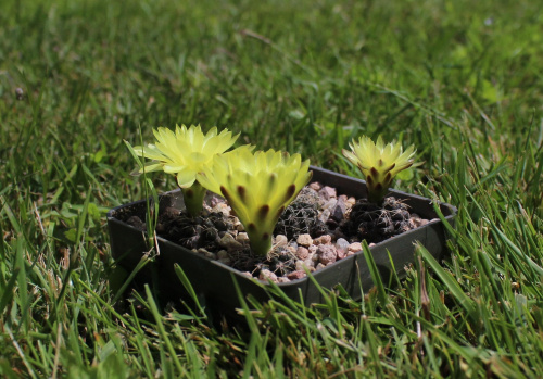 Gymnocalycium doppianum P 378