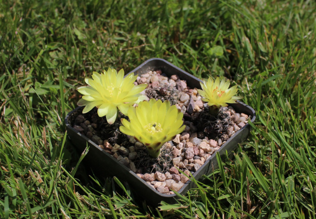 Gymnocalycium doppianum P 378