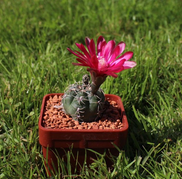 Gymnocalycium baldianum