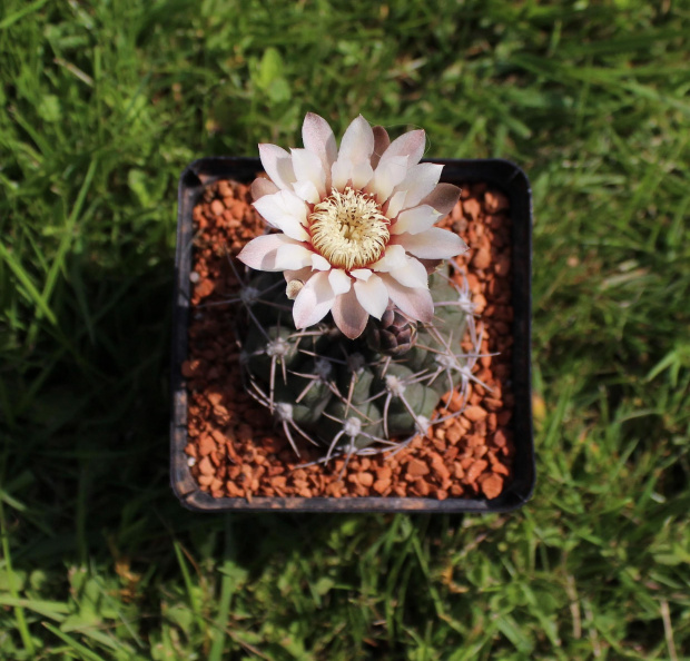 Gymnocalycium moserianum B 56