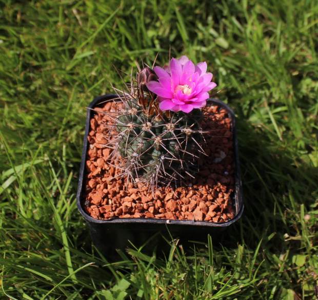 Gymnocalycium neuhuberii JO 779