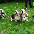 bassety