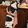 bassety