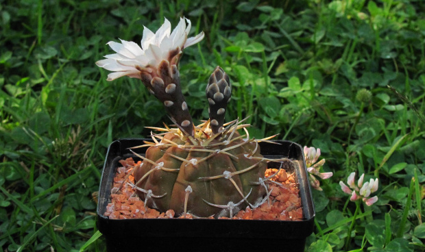 Gymnocalycium kolzeskyanum U 74