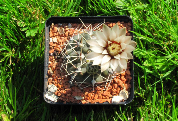 Gymnocalycium kieslingii v. castaneum LF 25