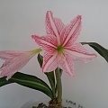 Hippeastrum Reticulatum #Retikulatum