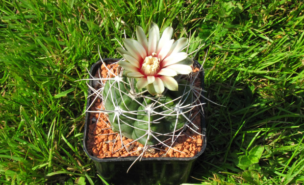 Gymnocalycium valnicekianum