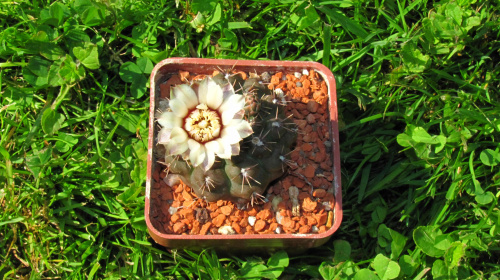 Gymnocalycium stellatum STO 99