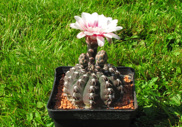 Gymnocalycium altagraciense P 119