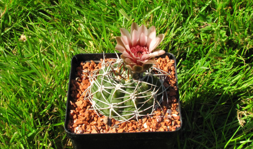 Gymnocalycium pugianacanthum VS 52