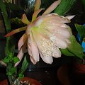 Epiphyllum King Midas