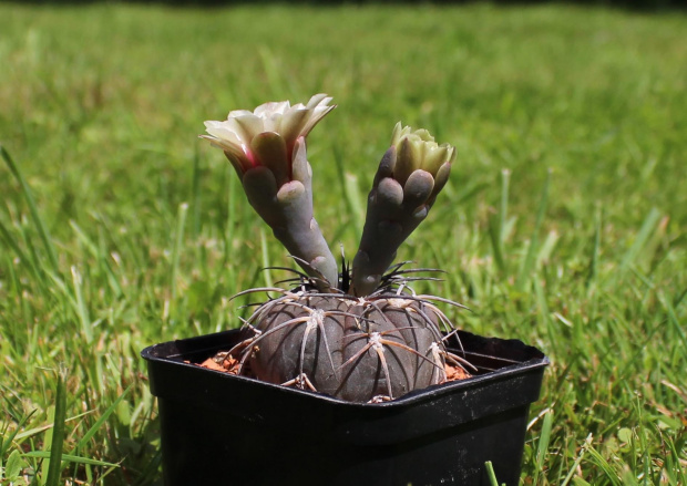 Gymnocalycium spegazzinii v. punillense LF 44