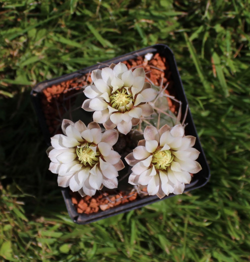 Gymnocalycium triacanthum