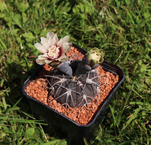 Gymnocalycium spegazzinii v. punillense LF 44