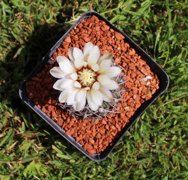 Gymnocalycium ochoterenae v cinereum GN 5-004