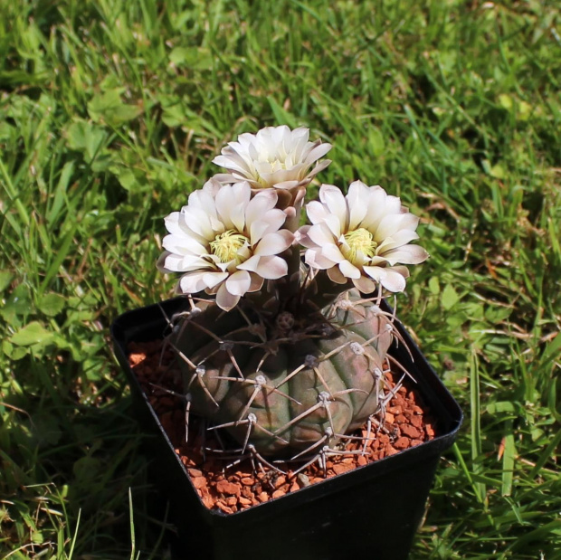 Gymnocalycium triacanthum