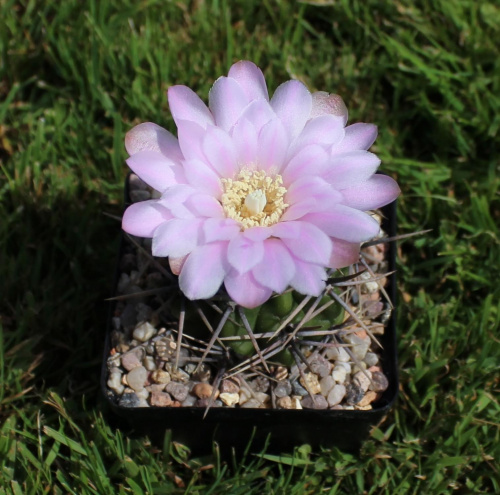 Gymnocalycium horridispinum