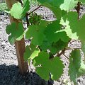 Riesling