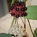 Hoya sp. Bangkok Red & lobbi