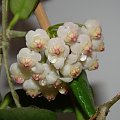 Hoya rotundiflora